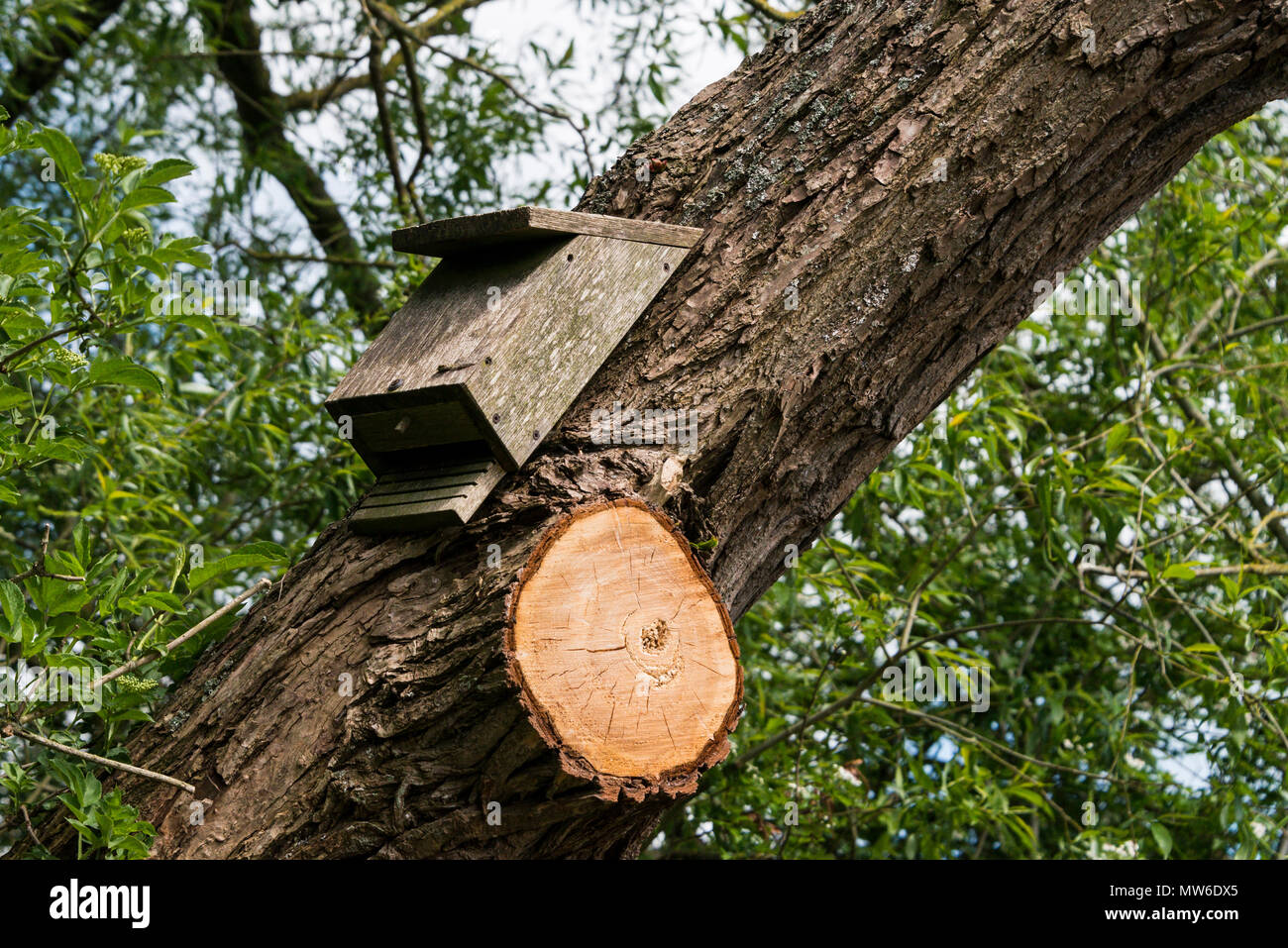 A bat box in a tree Stock Photo Alamy
