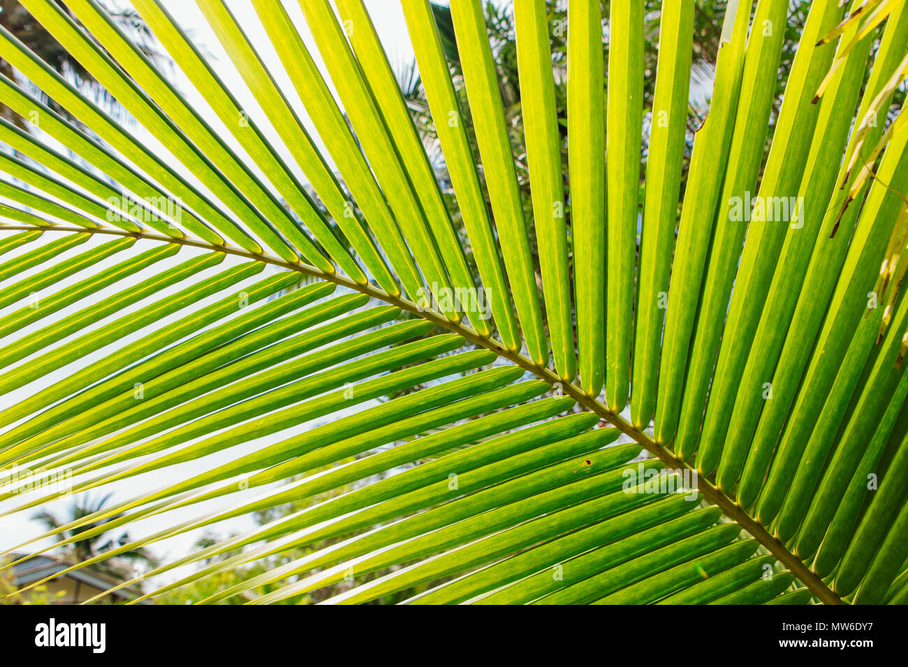 Close up green palm leaf at the morning sun Stock Photo - Alamy