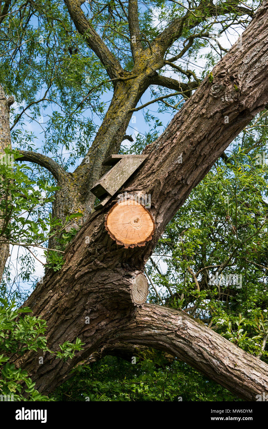 A bat box in a tree Stock Photo Alamy