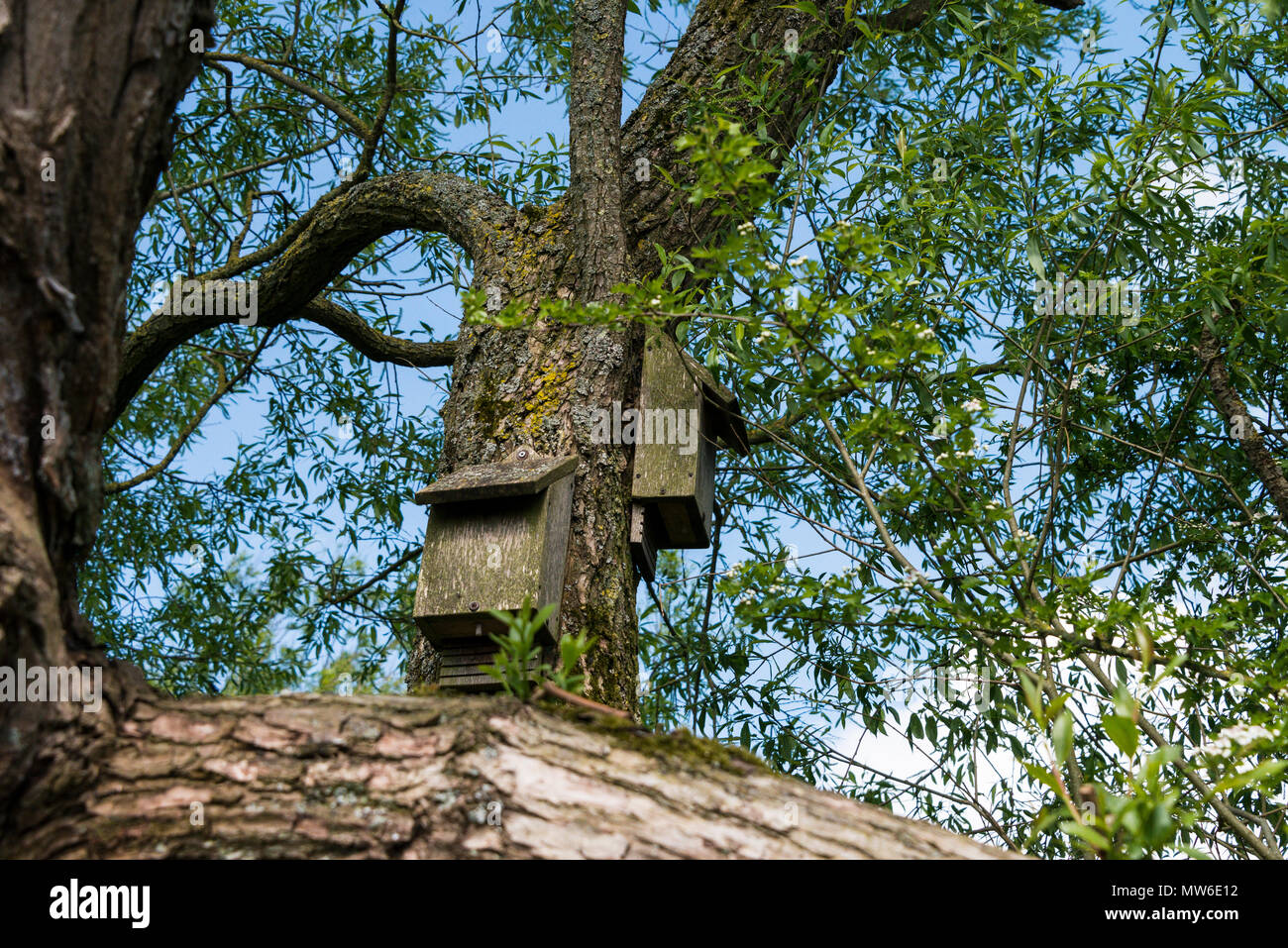 Bat boxes hires stock photography and images Alamy