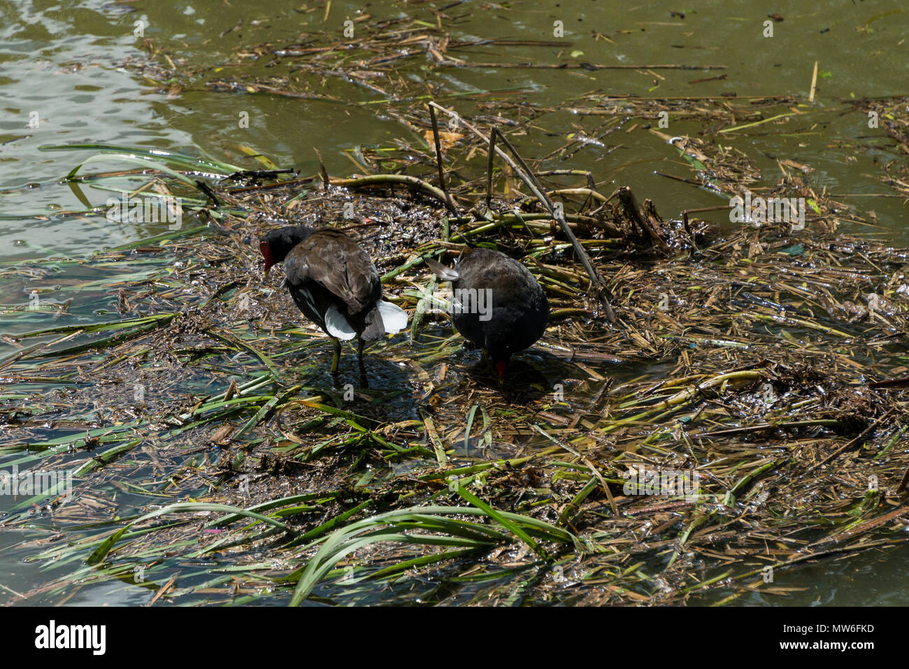 A pair of moorhens (Gallinula chloropus) on a mat of floating reeds in  the Kennet & Avon canal Stock Photo