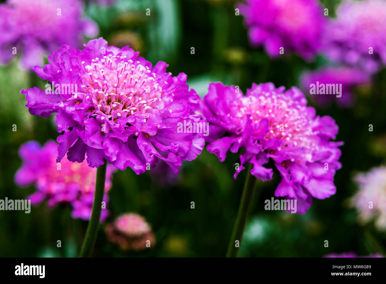 Purple Scabiosa (Pin Cushion flower) flowering plant close-up. Stock Photo