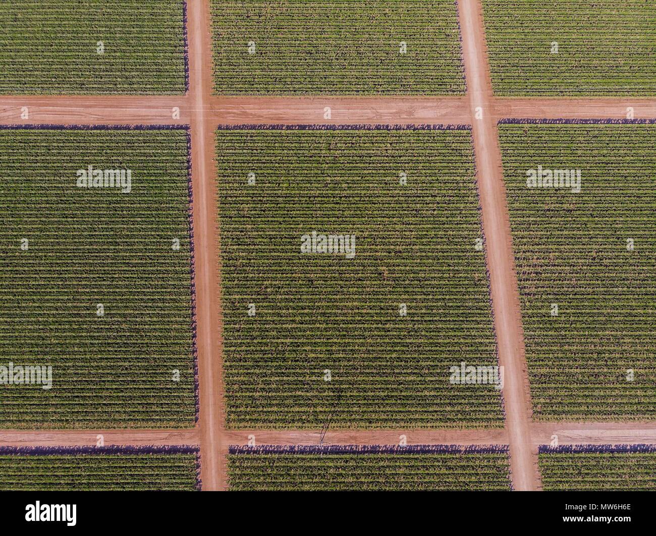Aerial view of Viñedo in the community of Pesqueira, and Zamora in Sonora Mexico. Crops. Grape Fields, Hectares, Sowing, Vineyards. Grape. Stock Photo