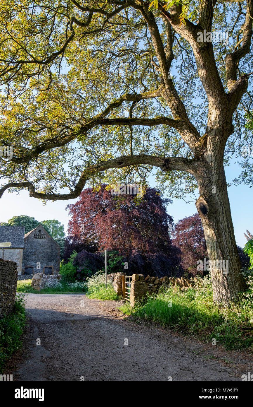 Evening spring sunlight in the cotswold village of Notgrove. Notgrove Cotswolds, Gloucestershire, England Stock Photo