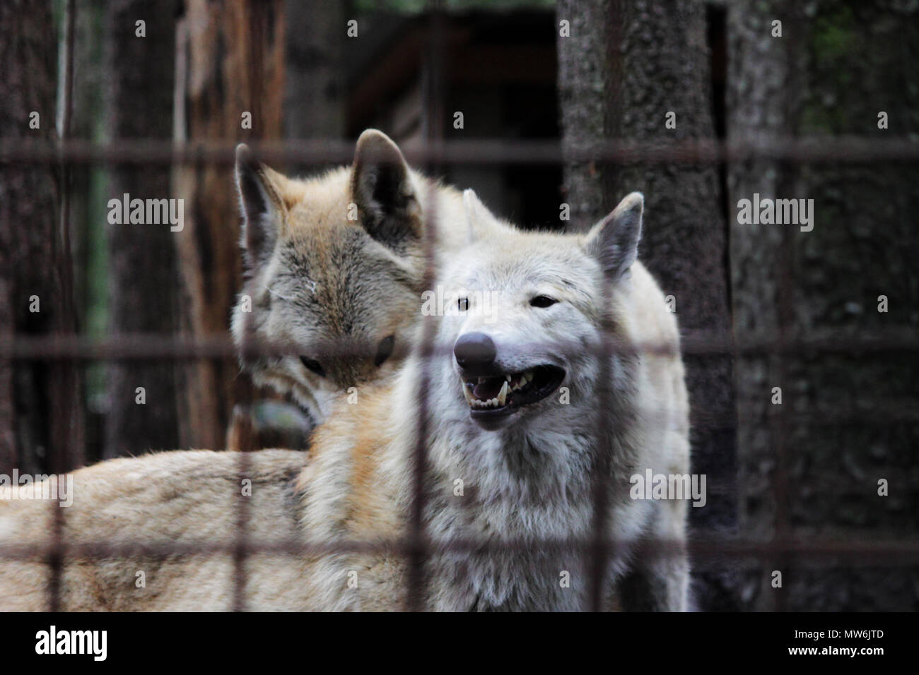 Wolves behind bars
