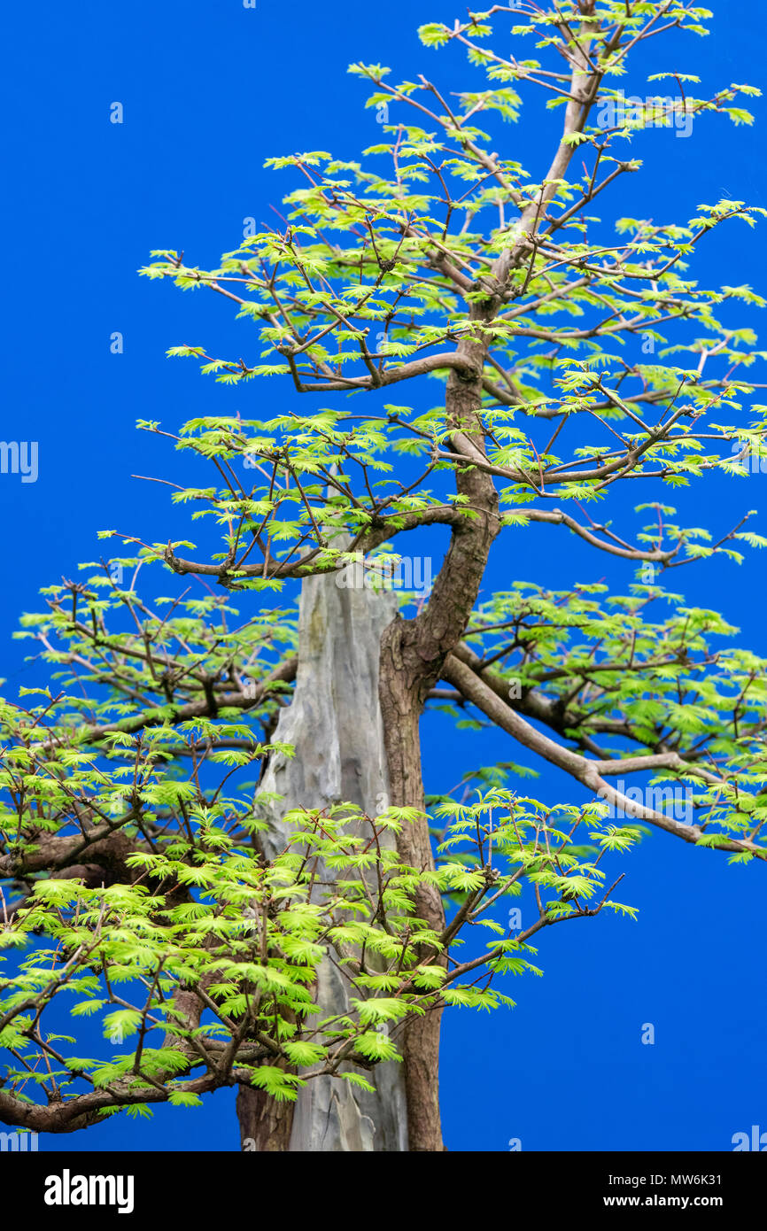 Metasequoia glyptostroboides. Dawn redwood bonsai tree against a blue  background on display at a flower show. UK Stock Photo - Alamy