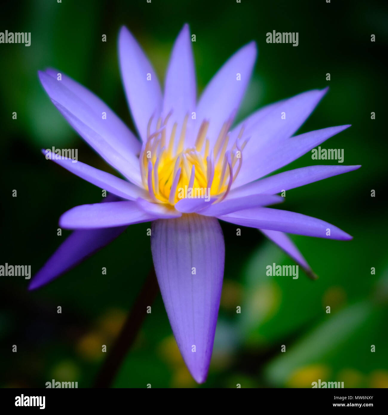 Purple lotus flower close up hires stock photography and images Alamy