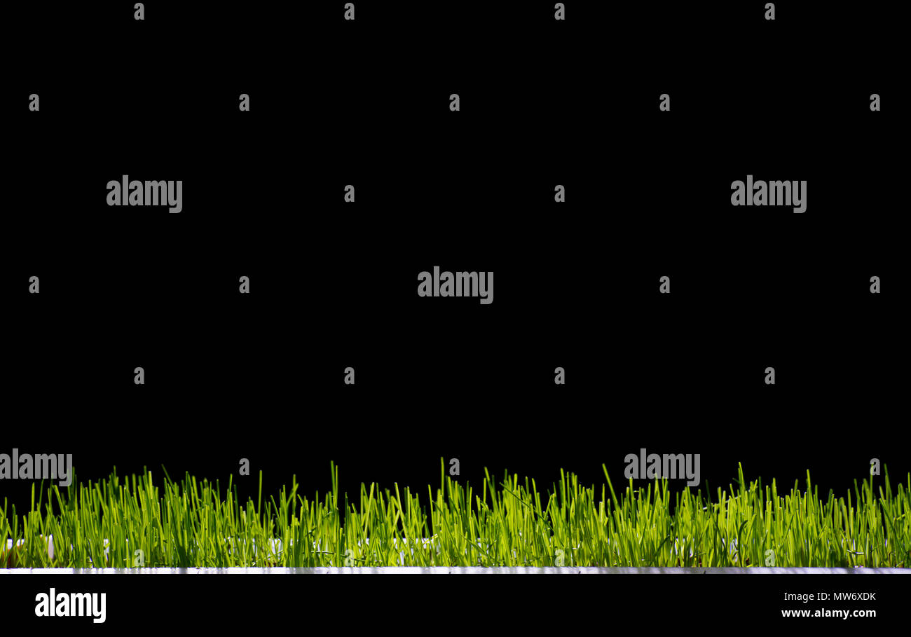 Grass background on black Stock Photo - Alamy