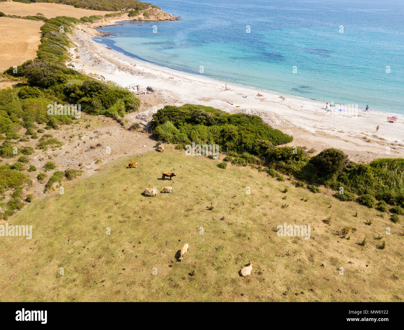 Aerial View Of Tamarone Beach Plage De Tamarone Cows