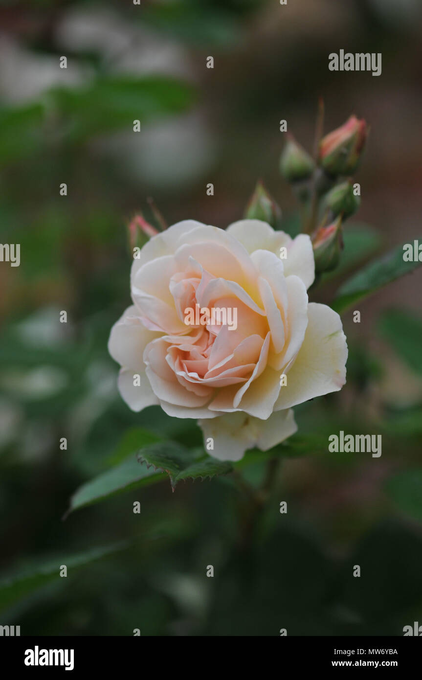 Penelope Shrub rose by David Austin.  Fragrant apricot coloured flowers of an old English type. Stock Photo