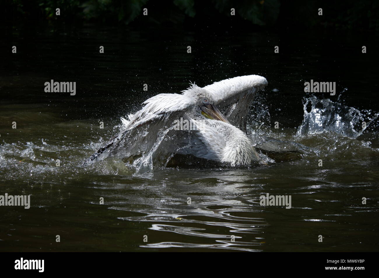 Dramatic water splash hi-res stock photography and images - Alamy