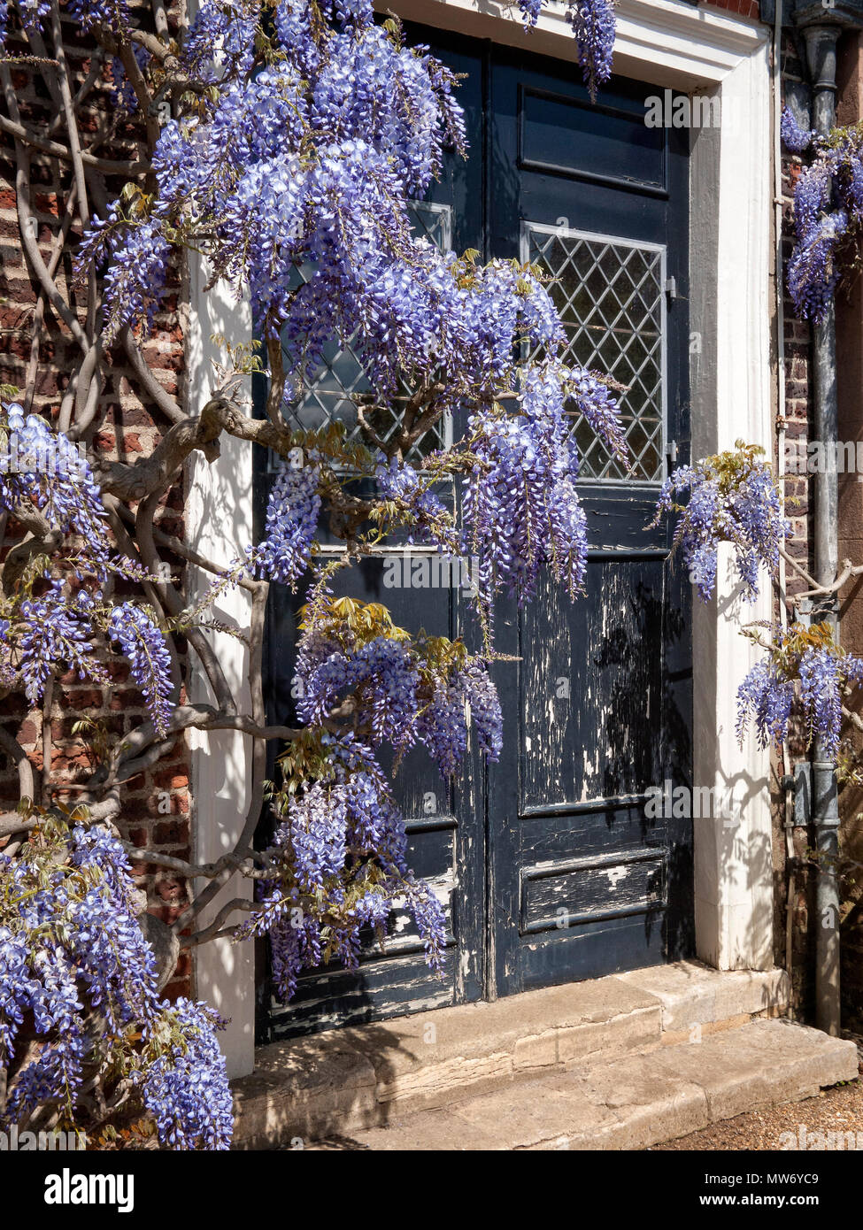 Wisteria on an English country house wall Stock Photo