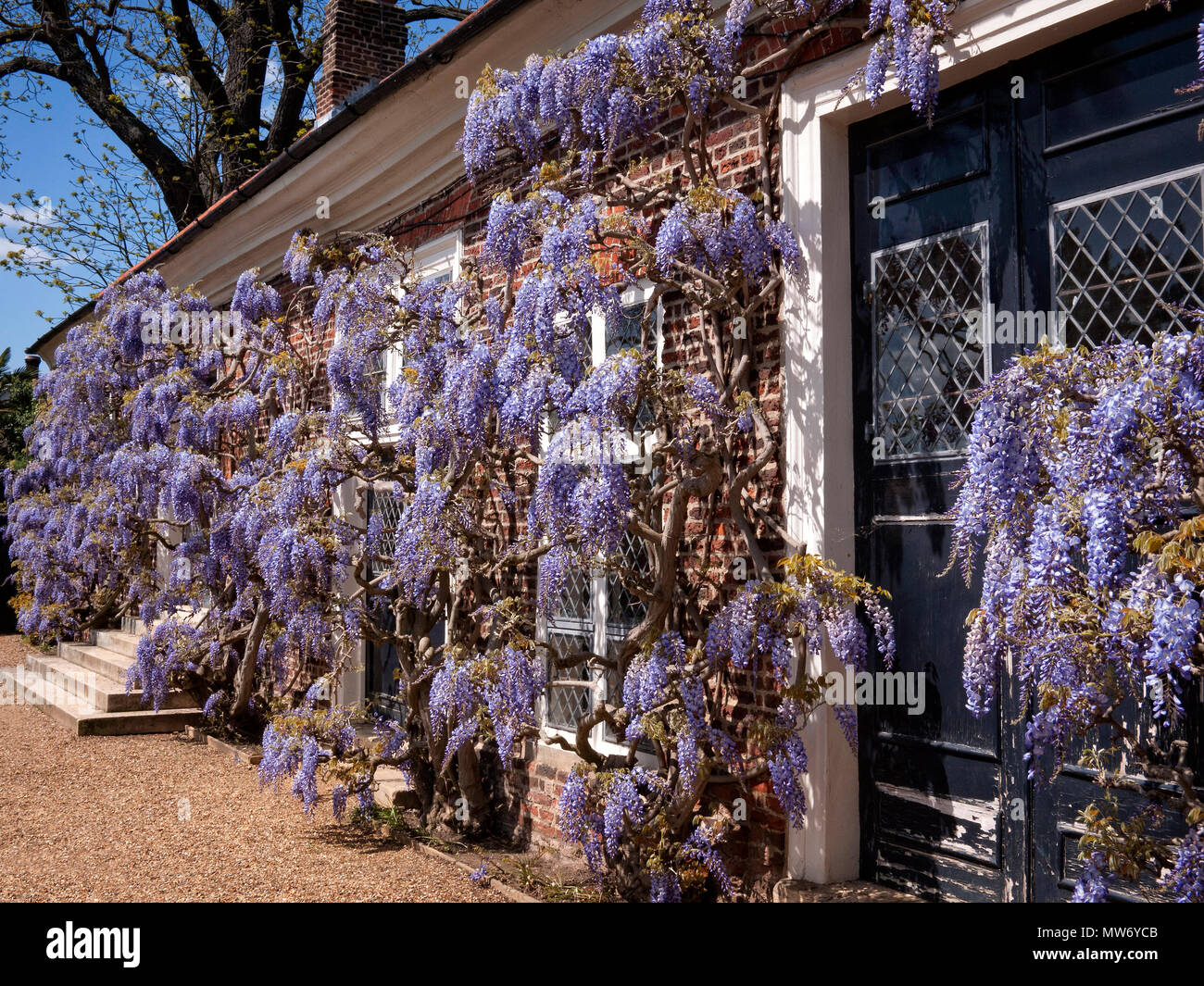 Wisteria on an English country house wall Stock Photo