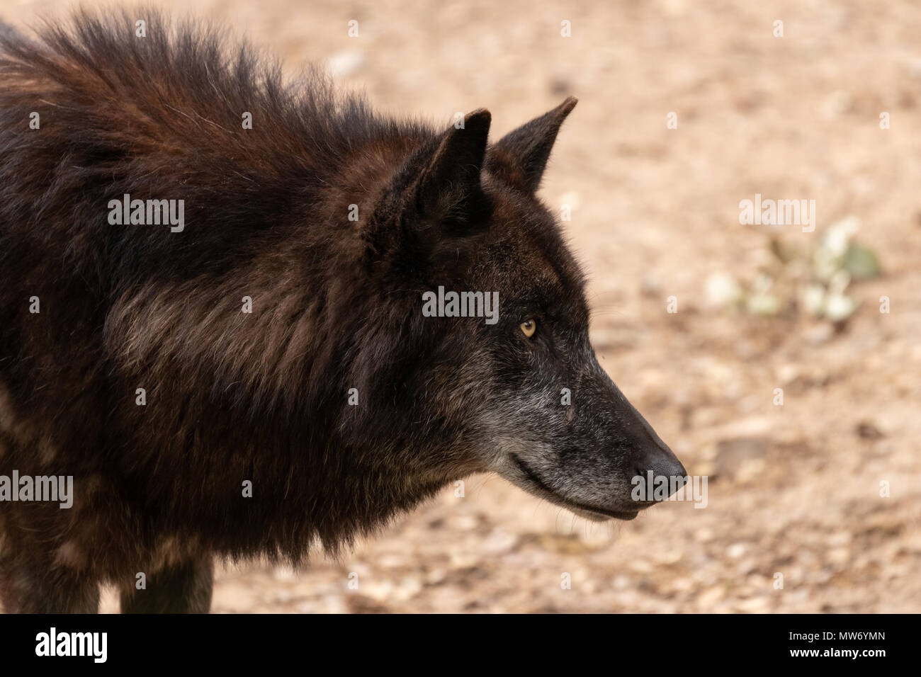 Closeup portrait of a wild wolf hi-res stock photography and images - Alamy