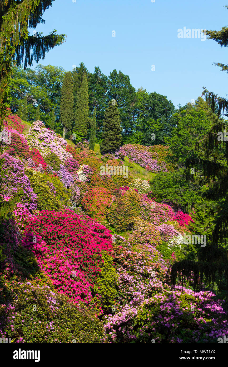 Beautiful rhododendron in National national Park located in Italy Stock Photo