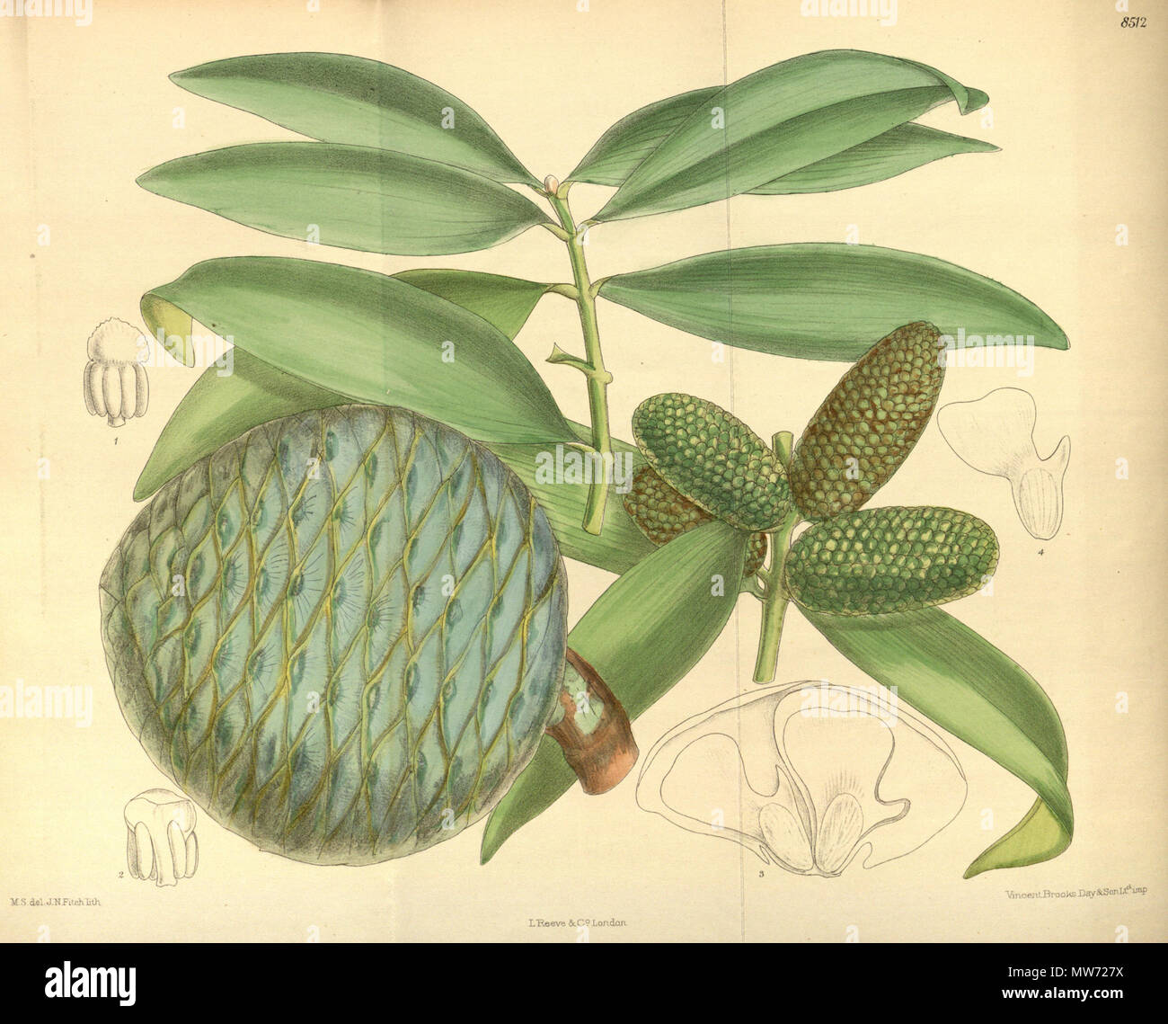 . Agathis vitiensis (= Agathis macrophylla), Araucariaceae . 1913. M.S. del, J.N.Fitch, lith. 29 Agathis vitiensis 139-8512 Stock Photo