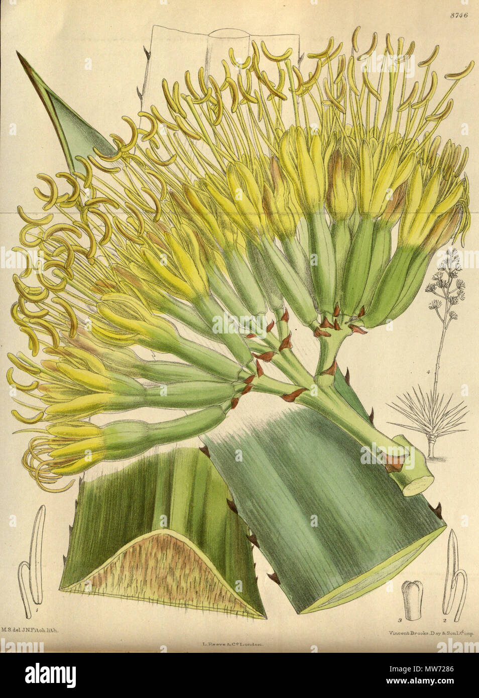 . Agave fourcroydes, Asparagaceae, Agavoideae . 1918. M.S. del., J.N.Fitch lith. 29 Agave fourcroydes 144-8746 Stock Photo