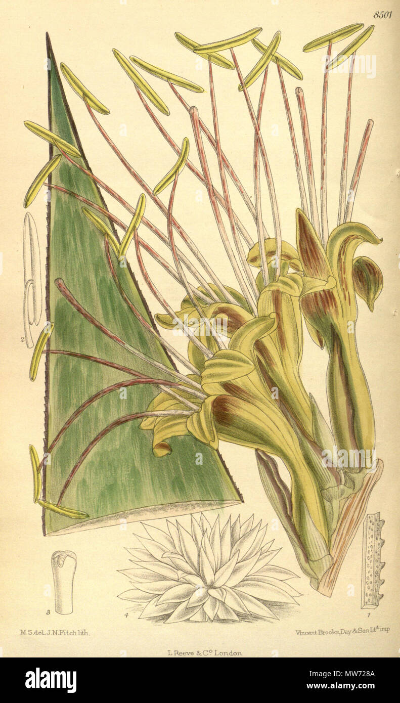 . Agave warelliana, Asparagaceae, Agavoideae . 1913. M.S. del, J.N.Fitch, lith. 29 Agave warelliana 139-8501 Stock Photo