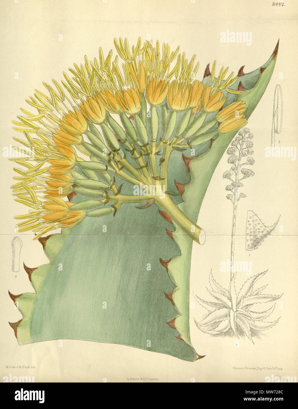. Agave marmorata, Asparagaceae, Agavoideae . 1912. M.S. del, J.N.Fitch, lith. 29 Agave marmorata 138-8442 Stock Photo