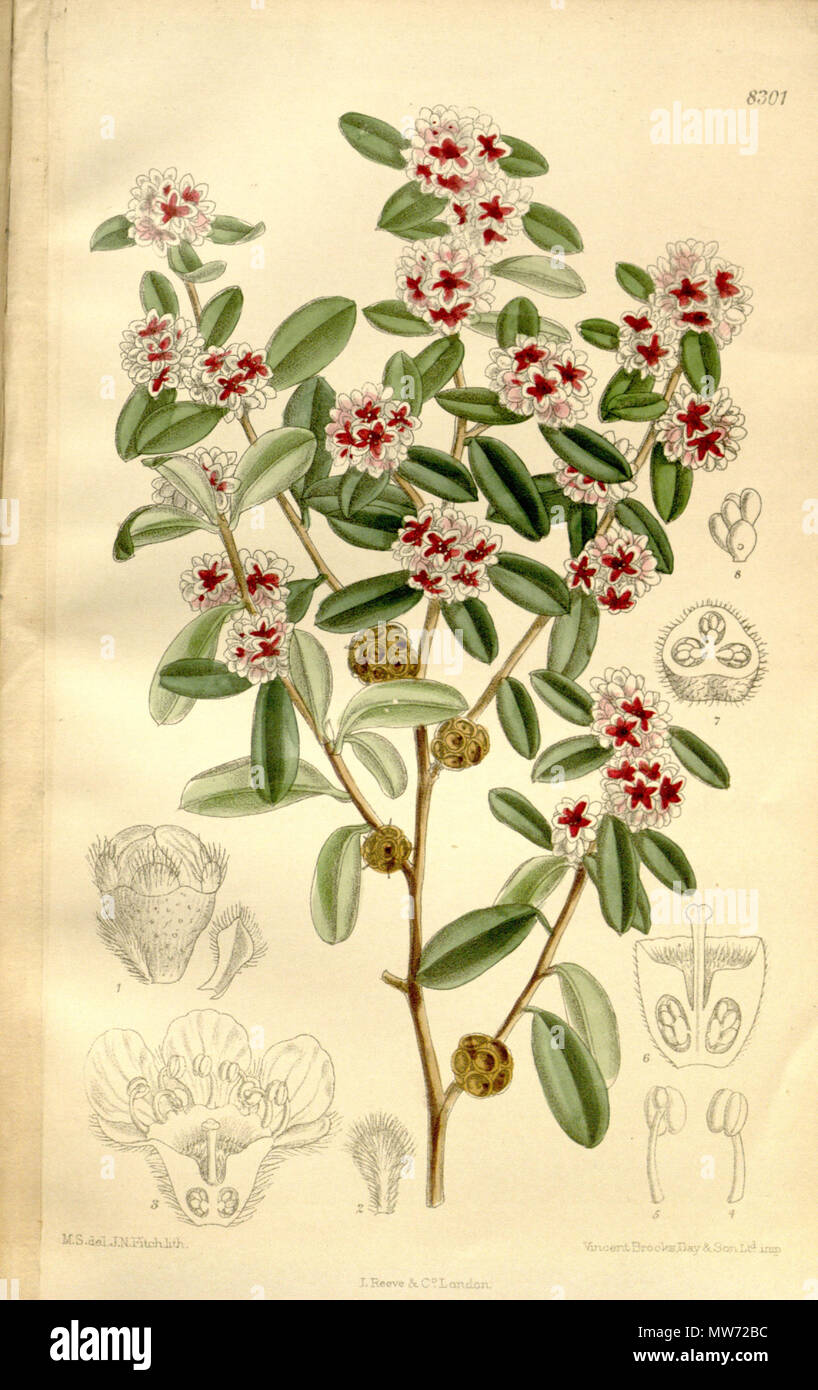 . Agonis marginata (= Taxandria marginata), Myrtaceae . 1910. M.S. del., J.N.Fitch lith. 30 Agonis marginata 136-8301 Stock Photo