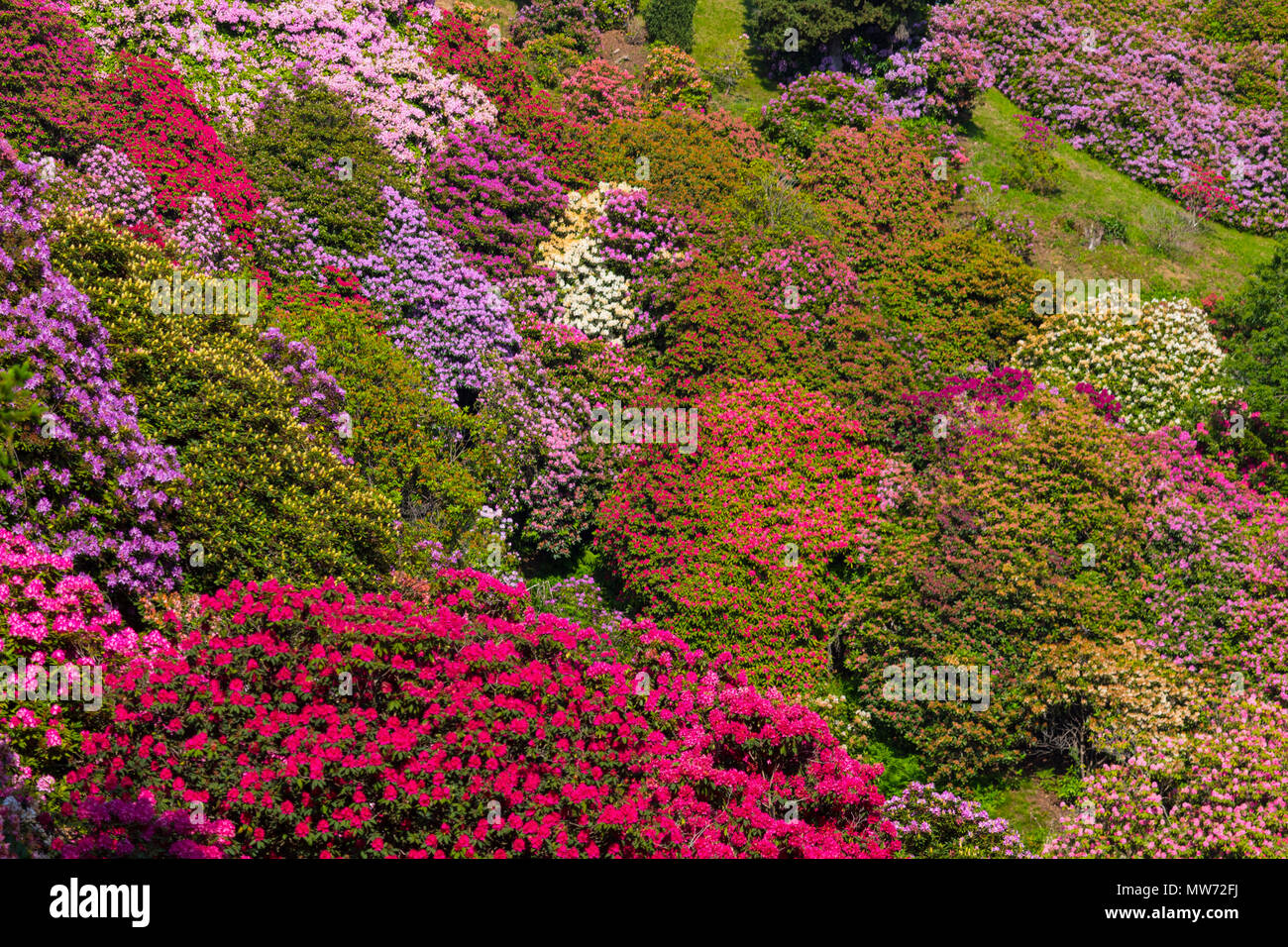 Beautiful rhododendron in National national Park located in Italy Stock Photo