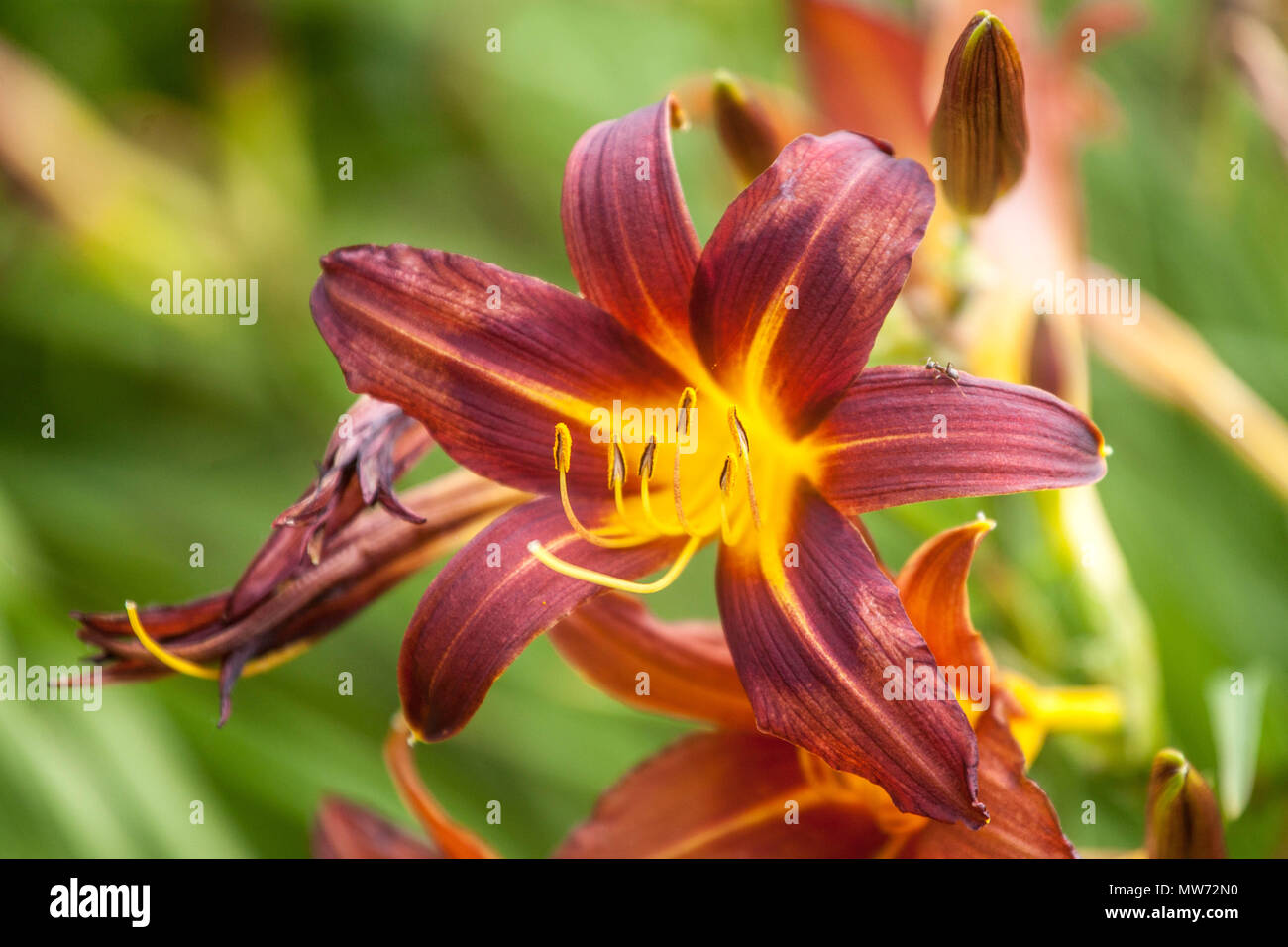 Daylily Hemerocallis ' Brunette ' Daylilies Stock Photo