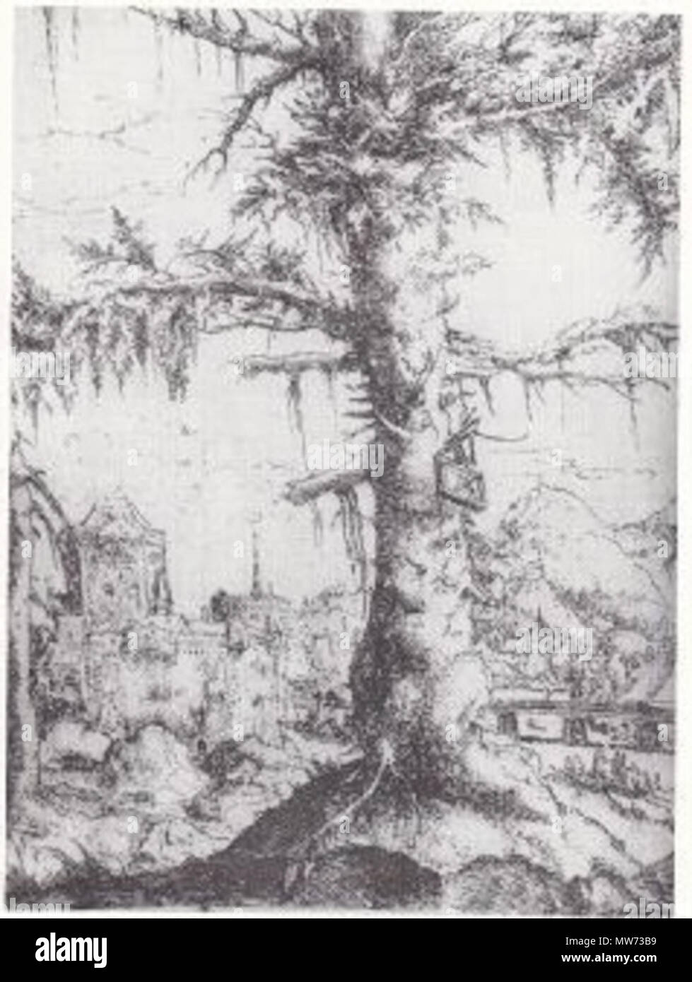 . English: Albrecht Altdorfer - Small Fir . 16th century.   Albrecht Altdorfer  (1480–1538)     Description German painter, draughtsman, engraver and architect  Date of birth/death circa 1480 12 February 1538  Location of birth/death Altdorf or Regensburg Regensburg  Work location Regensburg  Authority control  : Q153746 VIAF: 100221829 ISNI: 0000 0001 2145 2119 ULAN: 500031250 LCCN: n50053721 NLA: 35003981 WorldCat 33 Albrecht Altdorfer - Small Fir Stock Photo