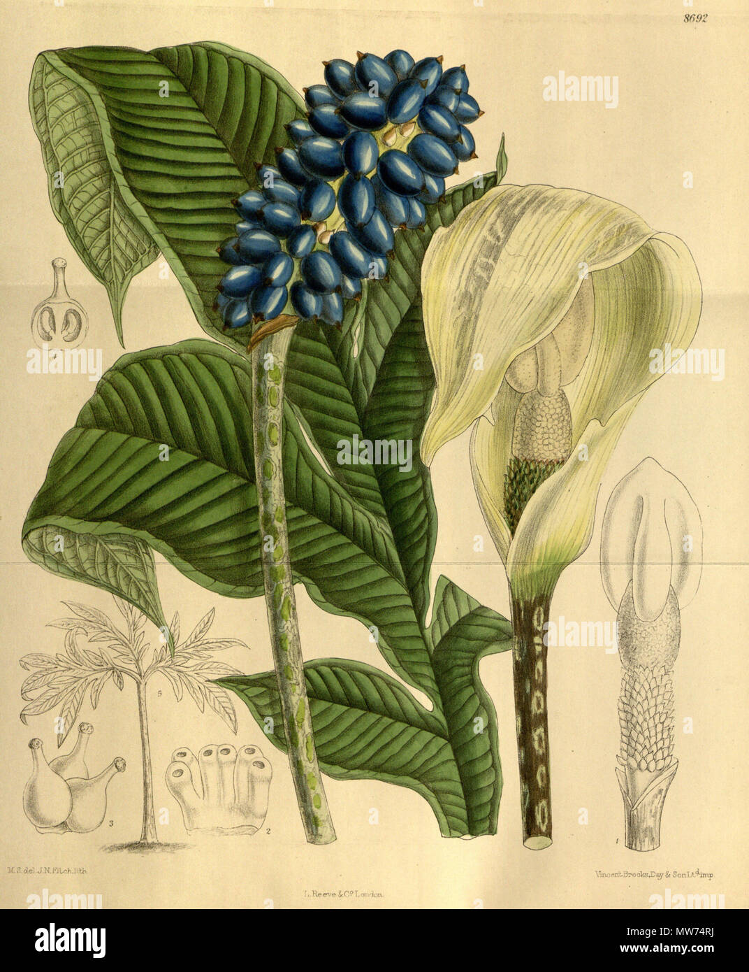 . Amorphophallus kerrii (= Amorphophallus yunnanensis), Araceae . 1917. M.S. del., J.N.Fitch lith. 42 Amorphophallus kerrii 143-8692 Stock Photo
