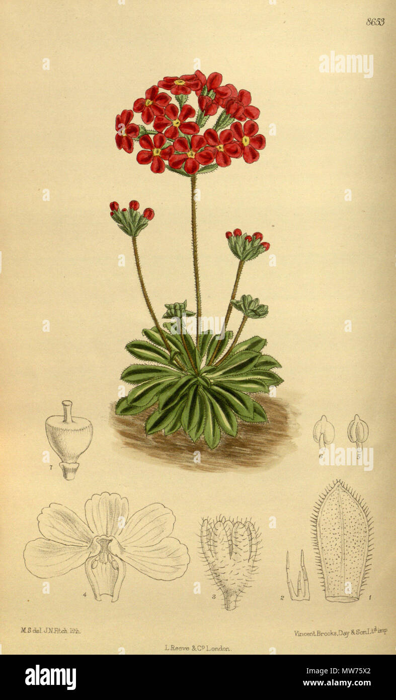 . Androsace coccinea (= Androsace bulleyana), Primulaceae . 1916. M.S. del., J.N.Fitch lith. 45 Androsace coccinea 142-8653 Stock Photo