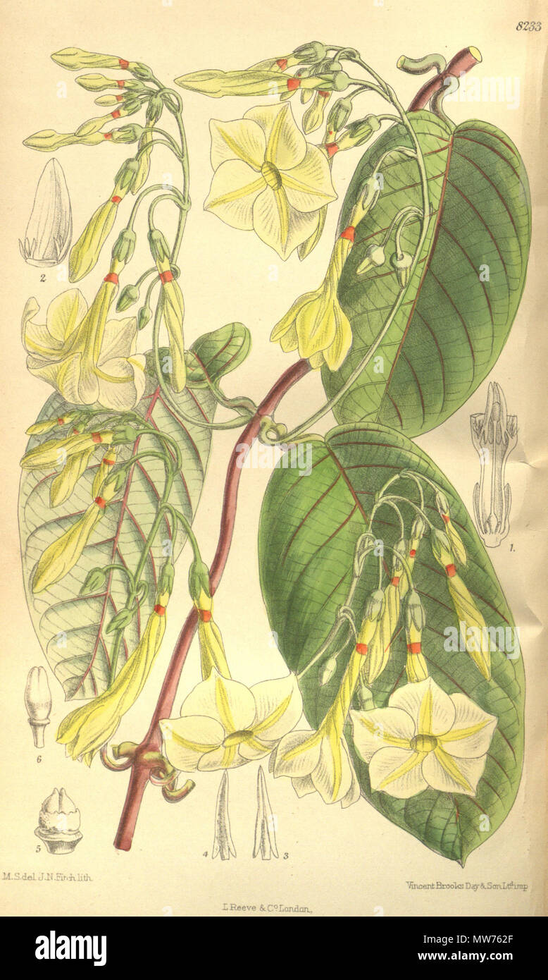 . Angadenia nitida (= Odontadenia nitida), Apocynaceae . 1909. M.S. del., J.N.Fitch lith. 46 Angadenia nitida 135-8233 Stock Photo