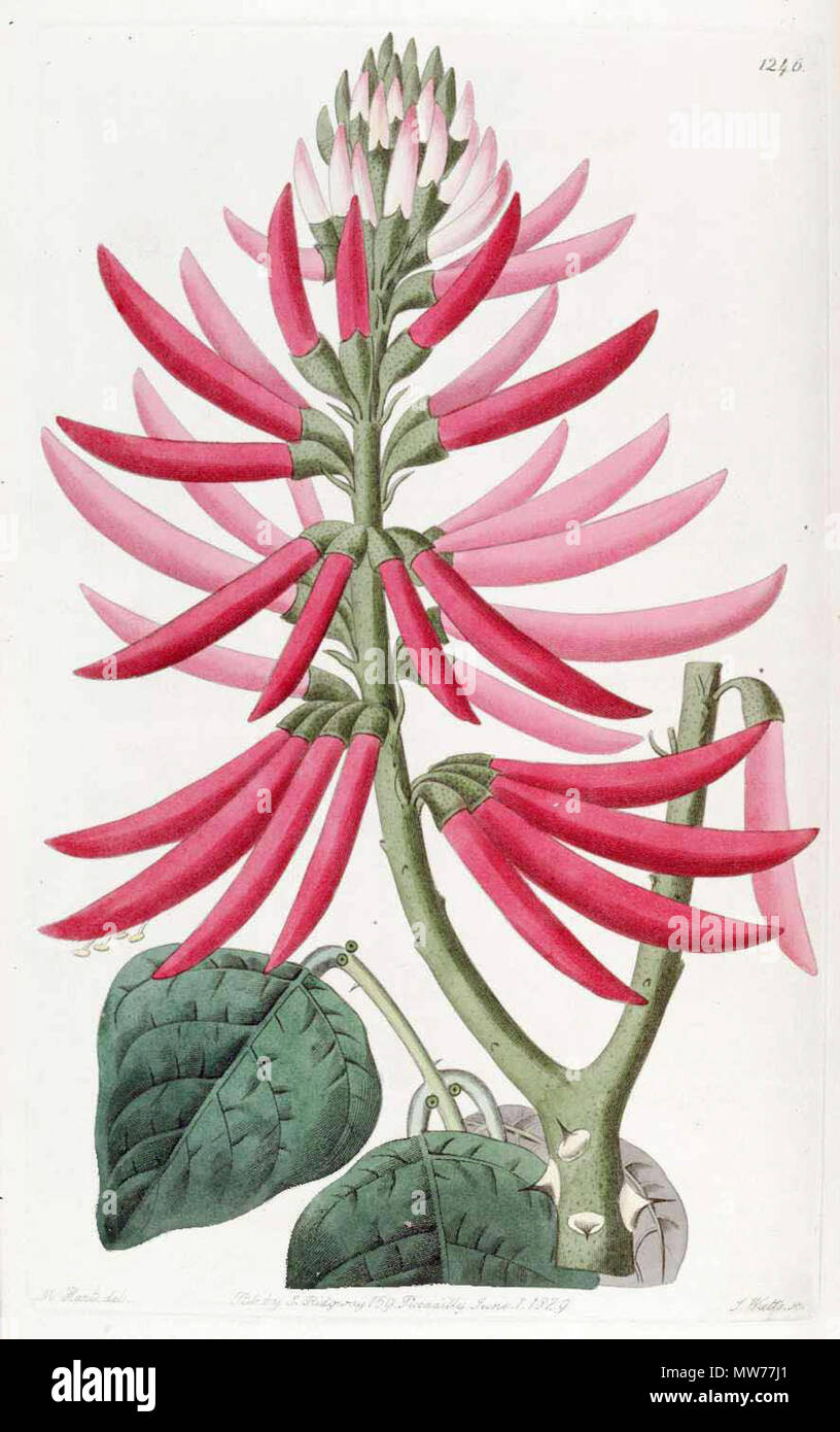 . Erythrina speciosa . 1827. Botanical Register 4 1246 Erythrina speciosa Stock Photo