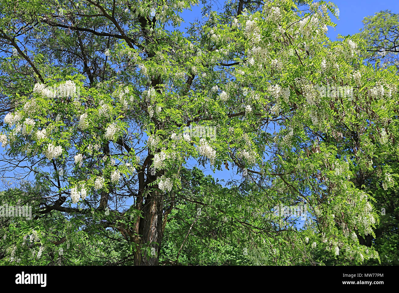 Flowering white acacia tree in the spring Stock Photo Alamy