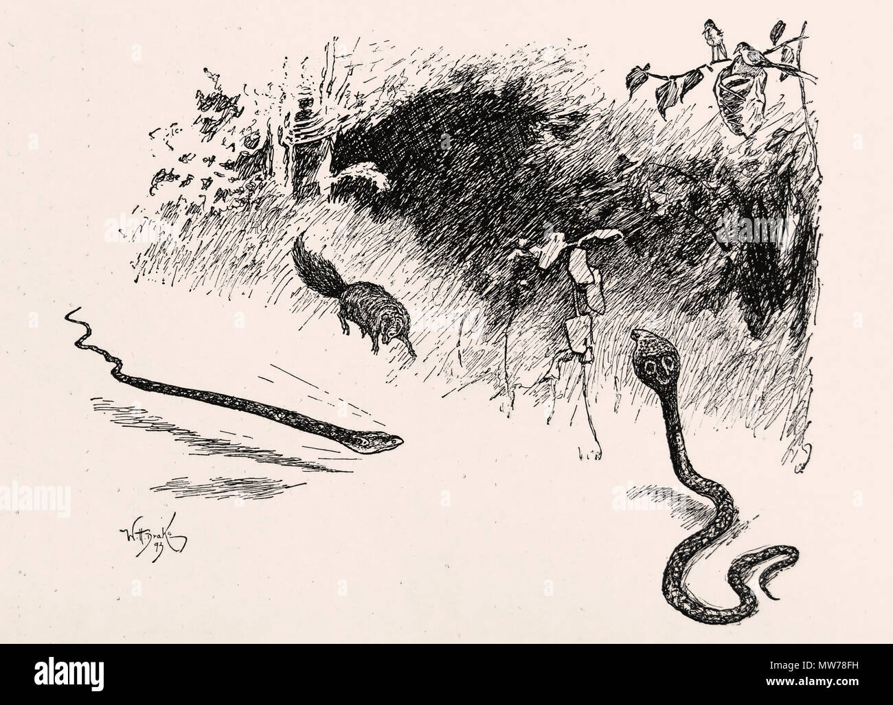 Рисунок к сказке Рикки Тикки Тави карандашом