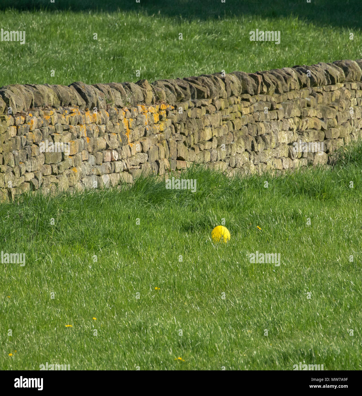 Balloon litter. A balloon has landed in a field. Released balloons can have a destructive effects  on animals, people, and the environment. Stock Photo