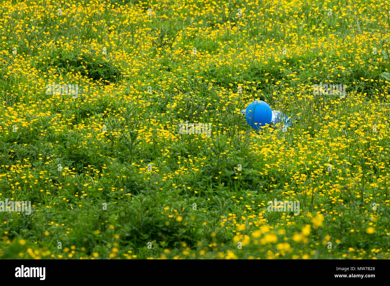 Balloon litter. A balloon has landed in a field. Released balloons can have a destructive effects  on animals, people, and the environment. Stock Photo