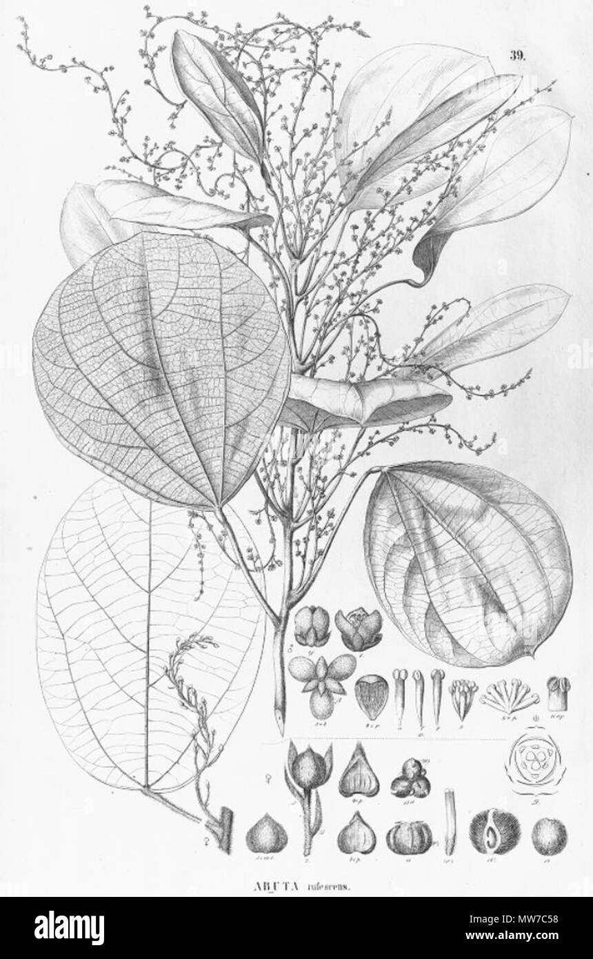 . Illustration of Abuta rufescens . between 1841 and 1872. Carl Friedrich Philipp von Martius (1794-1868), August Wilhelm Eichler (1839-1887) 25 Abuta rufescens 1 Stock Photo