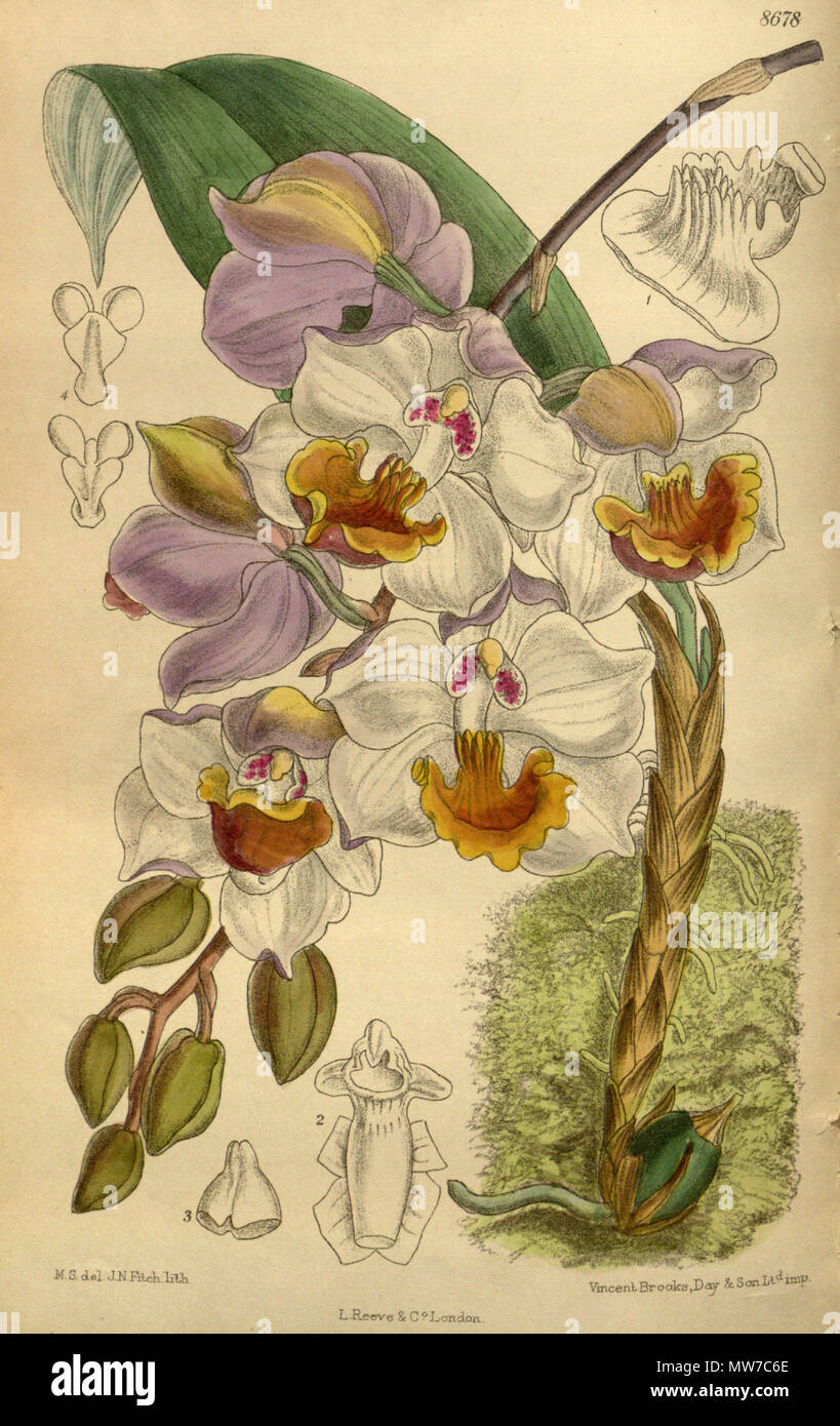 . Acacallis cyanea (= Aganisia cyanea), Orchidaceae . 1916. M.S. del., J.N.Fitch lith. 25 Acacallis cyanea 142-8678 Stock Photo