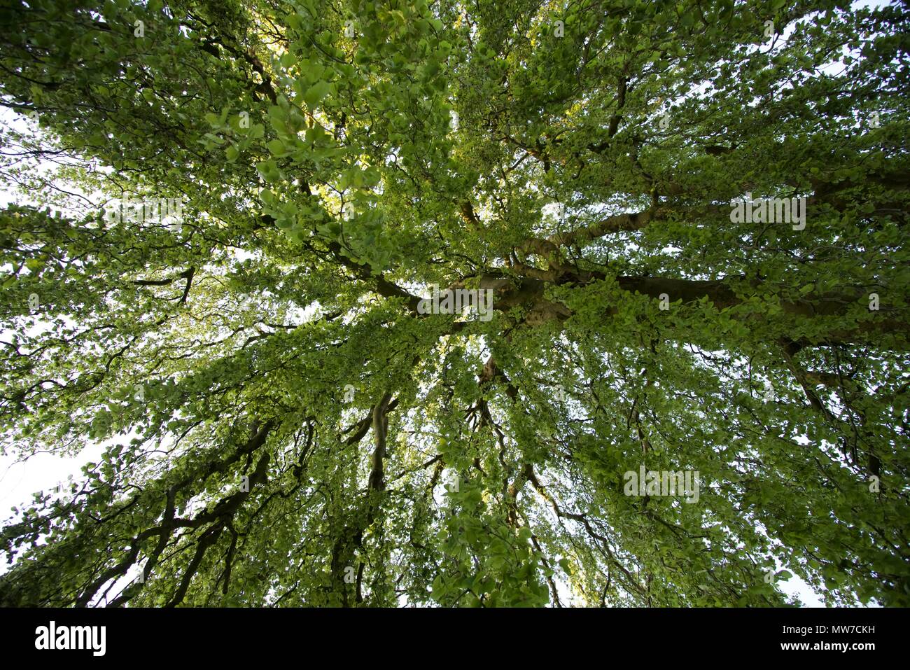Weeping Beech (Fagus sylvatica 'Pendula'): a view up into the trailing branches of a large Weeping Beech tree Stock Photo
