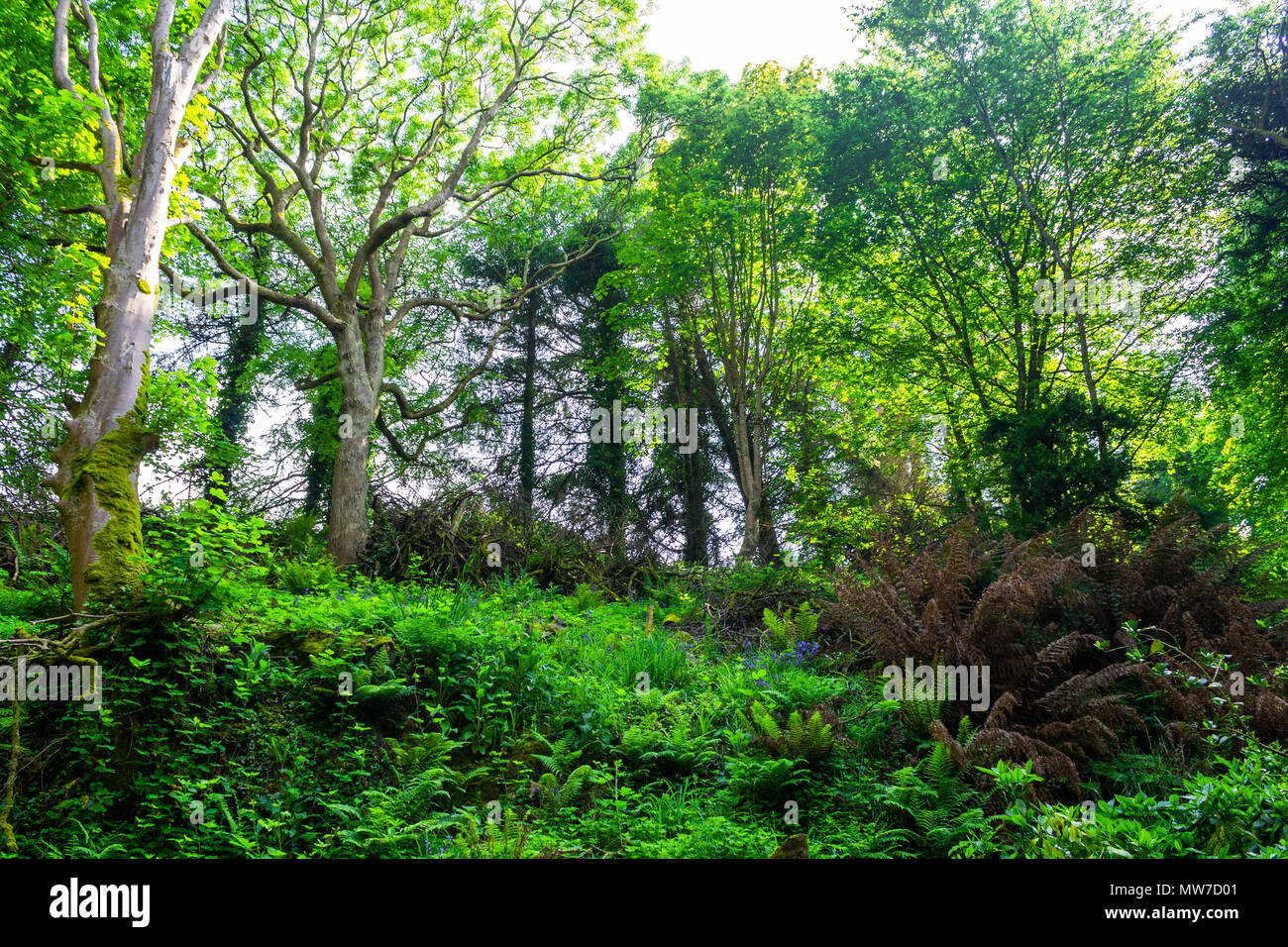 woodland glade in early summer with the suns rays streaming through the leaf canopy covering the branches. Stock Photo