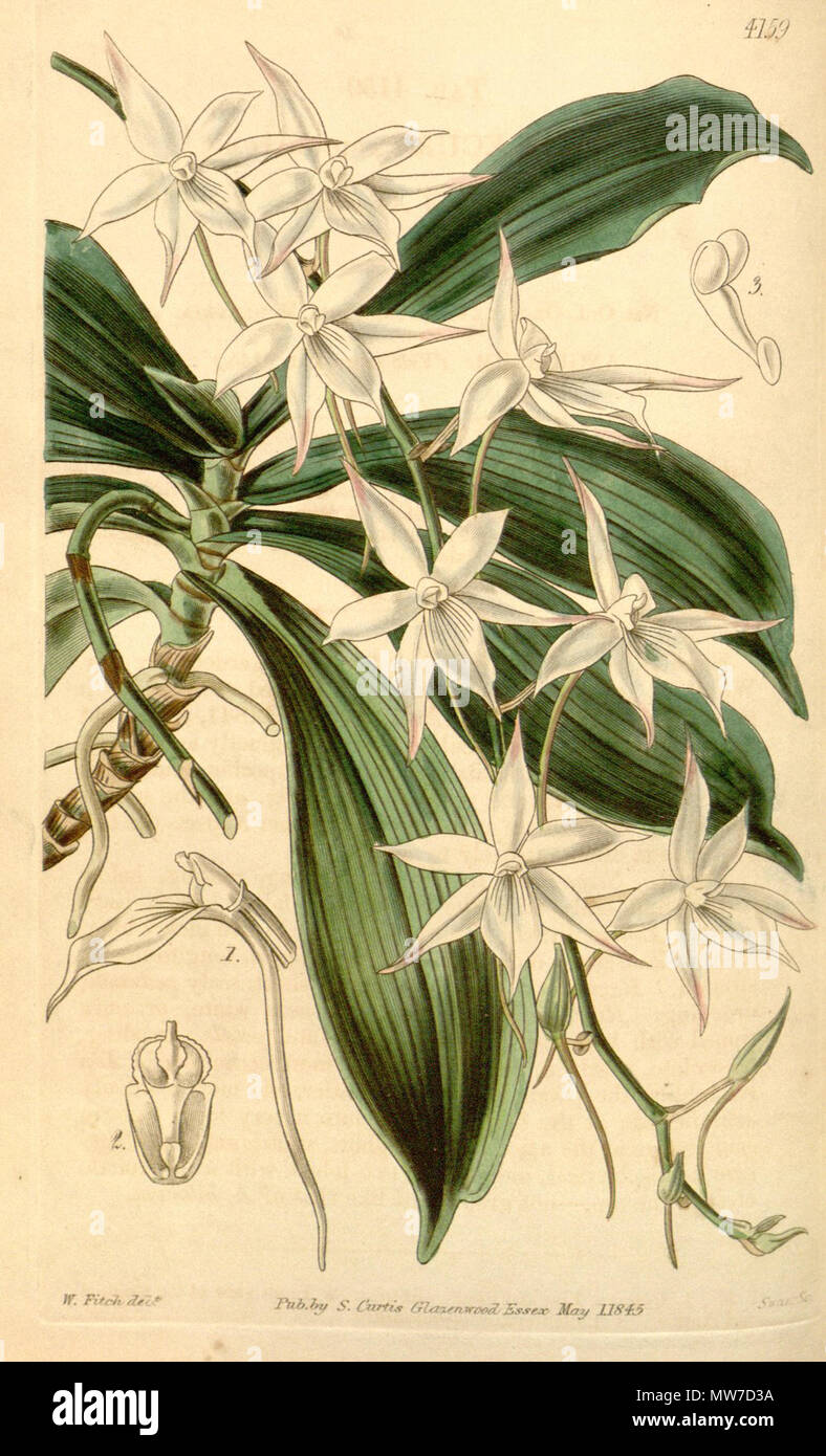 . Illustration of Aerangis biloba (as syn. Angraecum apiculatum) . 1845. Walter Hood Fitch (1817-1892) del., Swan sc. 28 Aerangis biloba (as Angraecum apiculatum) - Curtis' 71 (Ser. 3 no. 1) pl. 4159 (1845) Stock Photo