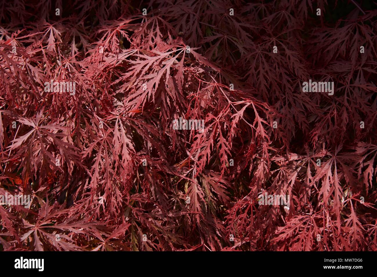 Acer (Palmatum dissectum): a close up of a single shrub in a garden border Stock Photo