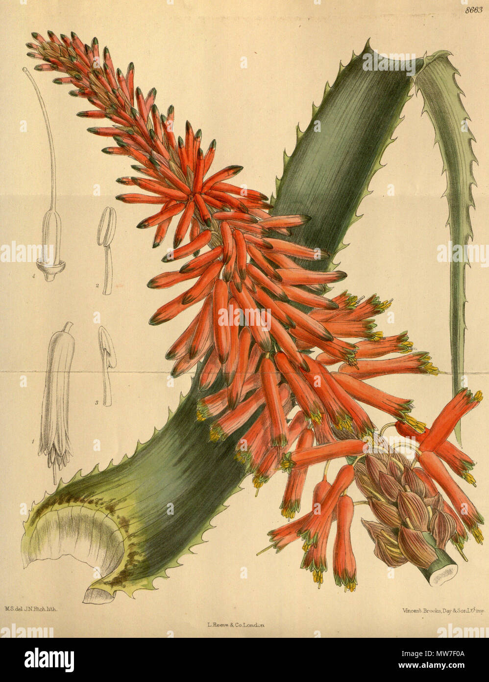 . Aloe arborescens var. natalensis, Xanthorrhoeaceae . 1916. M.S. del., J.N.Fitch lith. 39 Aloe arborescens natalensis 142-8663 Stock Photo