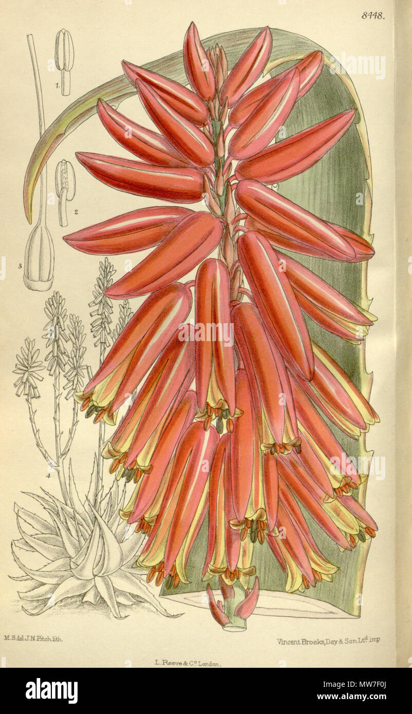 . Aloe steudneri, Xanthorrhoeaceae, Asphodeloideae . 1912. M.S. del, J.N.Fitch, lith. 39 Aloe steudneri 138-8448 Stock Photo