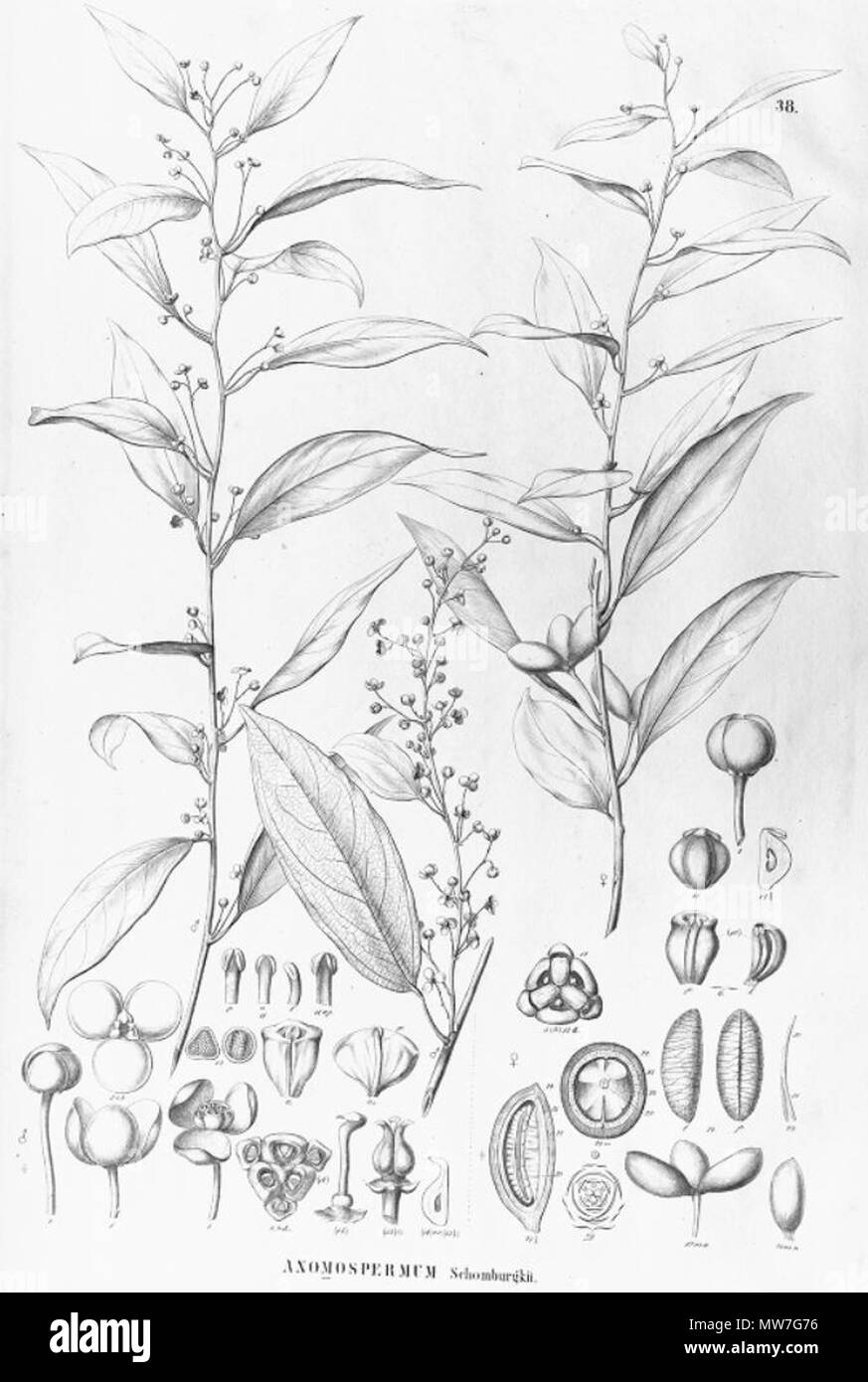 . Illustration of Anomospermum schomburgkii (= Orthomene schomburgkii) . between 1841 and 1872. Carl Friedrich Philipp von Martius (1794-1868), August Wilhelm Eichler (1839-1887) 48 Anomospermum schomburgkii Stock Photo