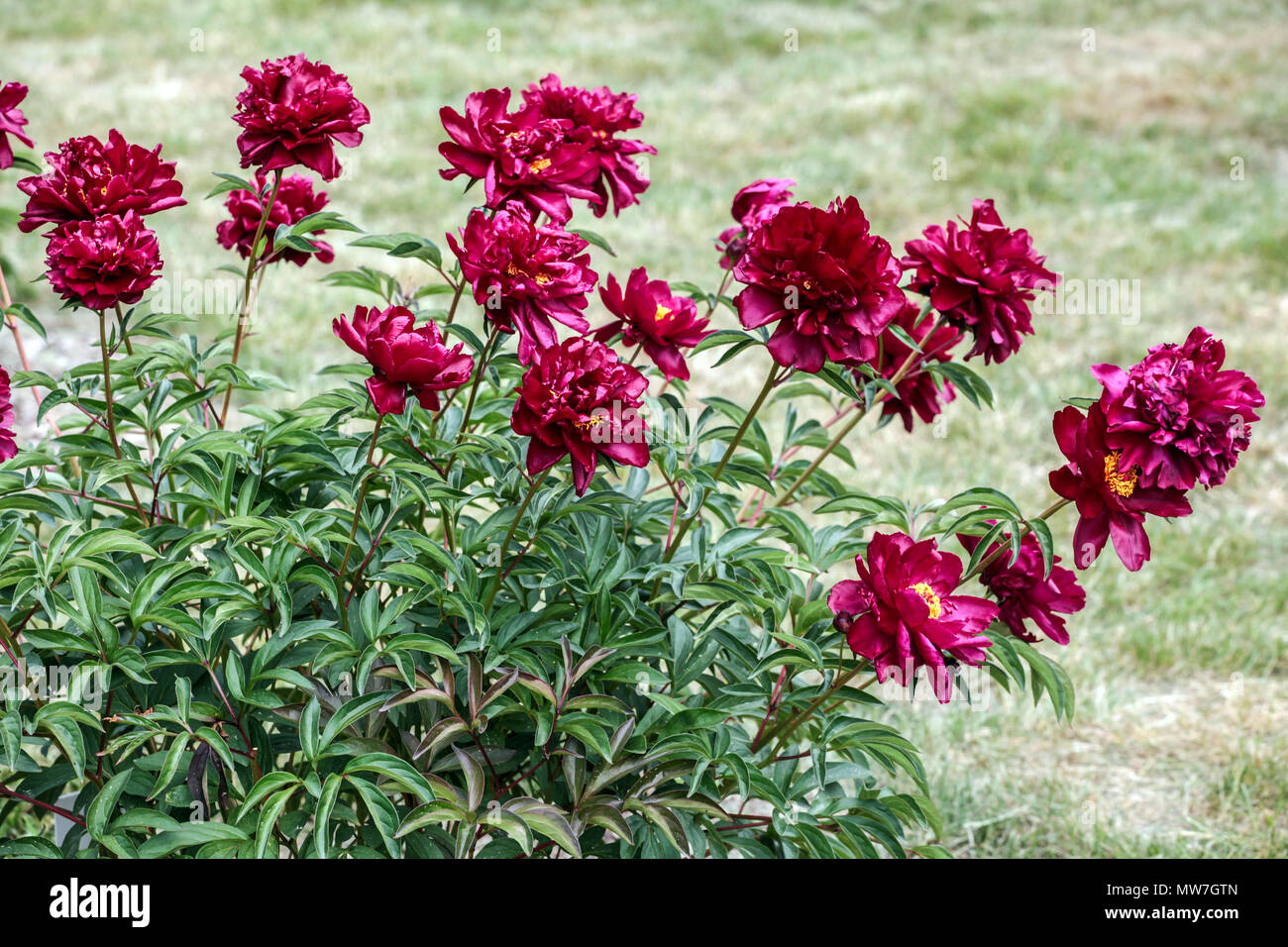 Red Peony Paeonia Lactiflora Cherry Hill Peonies Stock Photo Alamy