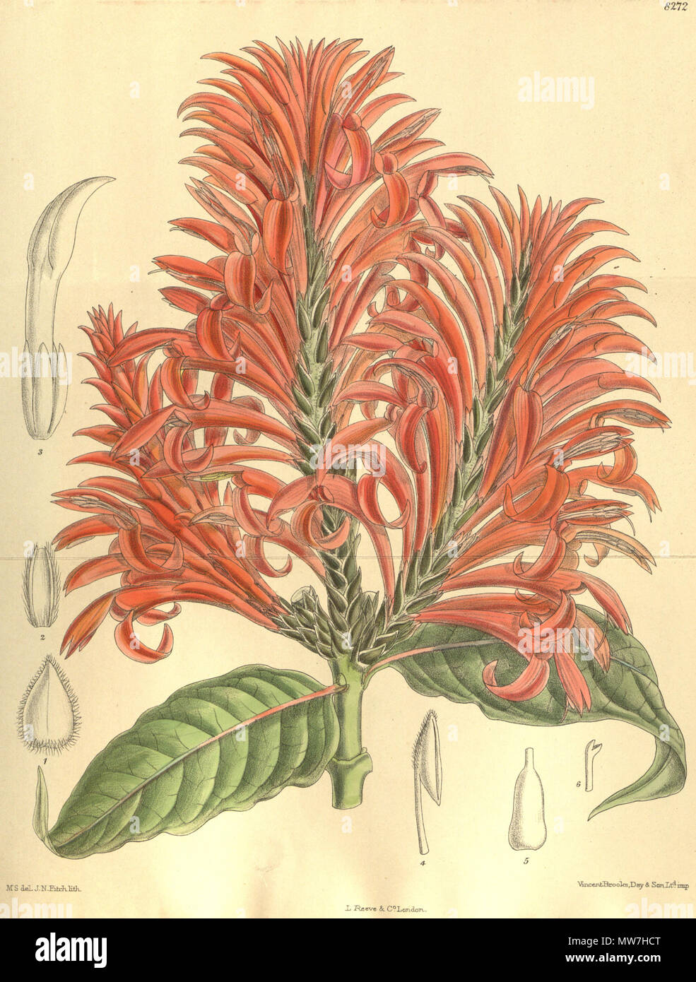 . Aphelandra tetragona, Acanthaceae . 1909. M.S. del., J.N.Fitch lith. 53 Aphelandra tetragona 135-8272 Stock Photo