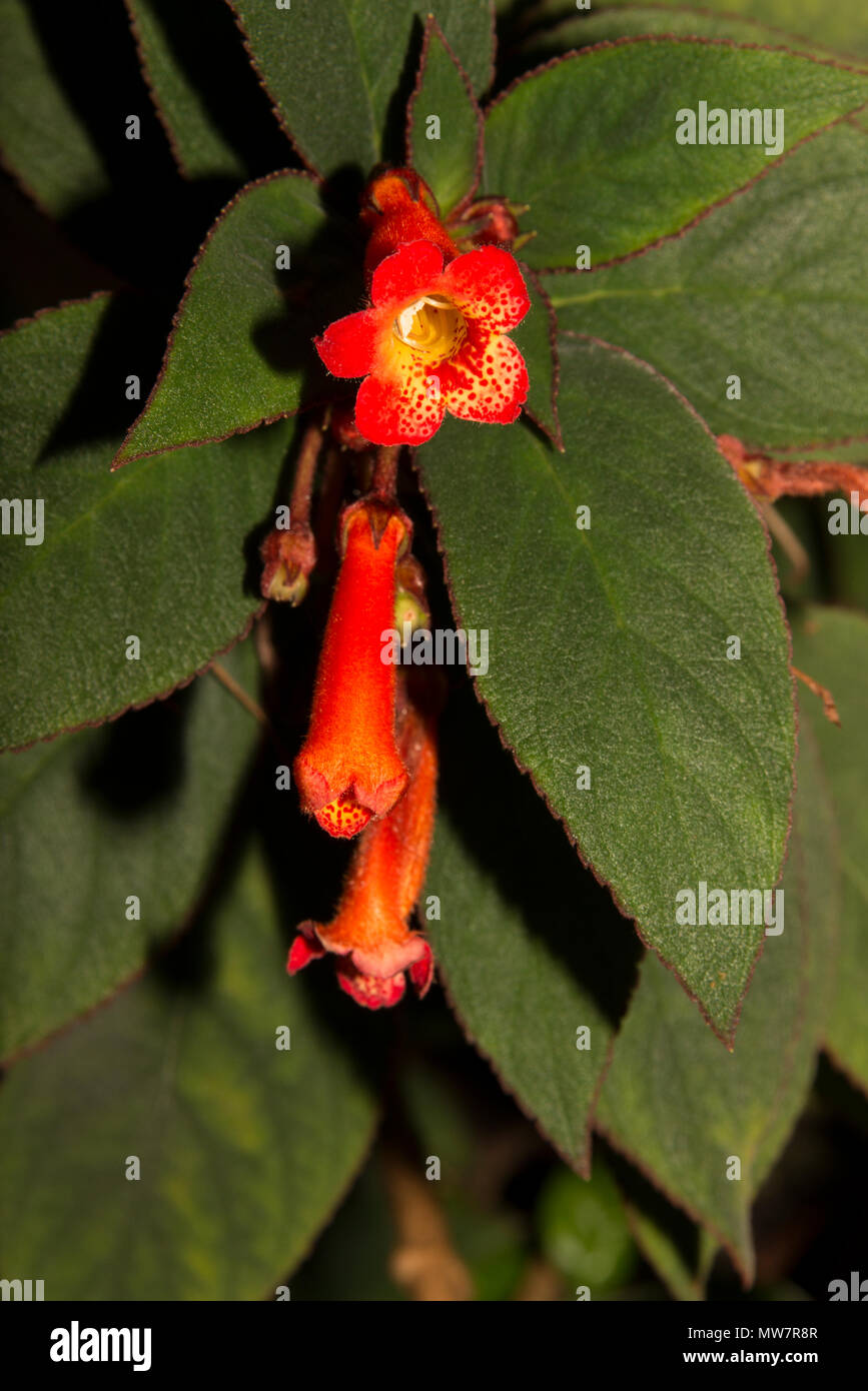 Red Trumpet (Kohleria eriantha) Stock Photo