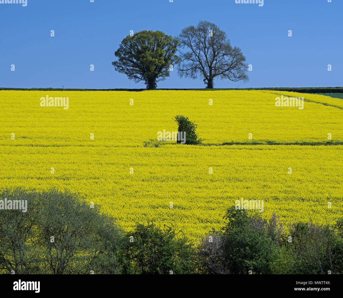Field of Oil seed rape crop in Northamptonshire UK Stock Photo - Alamy