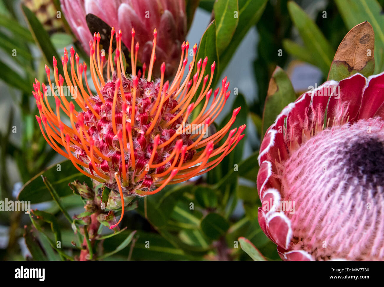 Specimen Proteas, Flower Competition at Madeira Flower Festival Stock Photo
