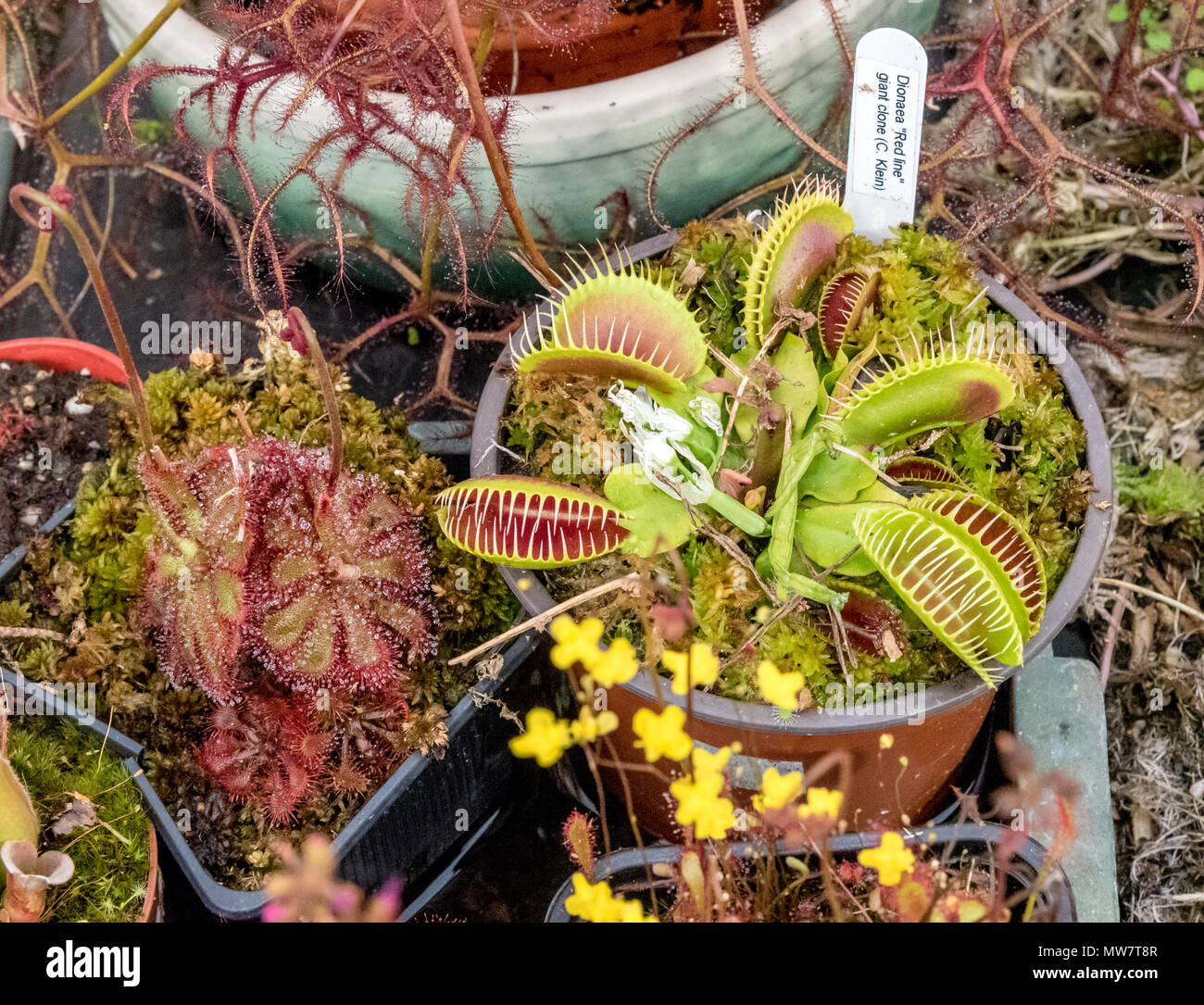 Venus fly trap, Flower competition, Madeira Flower Festival Stock Photo